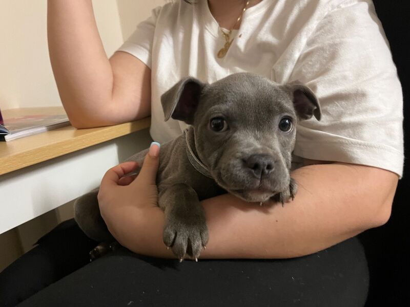 Staffordshire Bull Terrier puppies for sale in Ely, Cambridgeshire – KC registered, 10 weeks old - Image 6 of 6