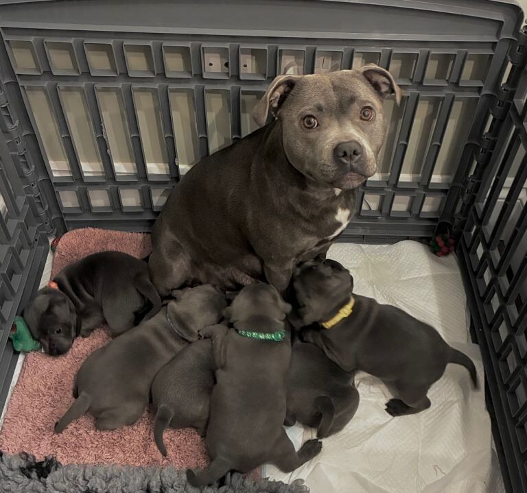 Staffordshire Bull Terrier puppies for sale in Northam, Devon – KC registered, 8 weeks old