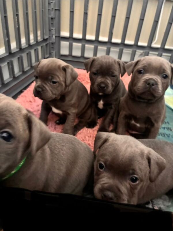 KC registered Blue Staffies - Image 2 of 6