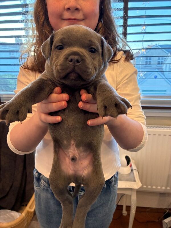 KC registered Blue Staffies - Image 5 of 6