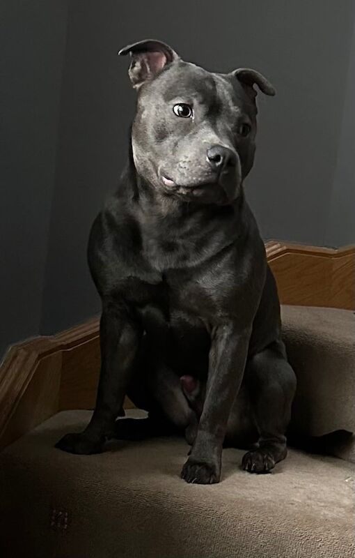 KC Registered Blue Staffordshire Bull Terrier - 18 Months old for sale in Inverurie, Aberdeenshire
