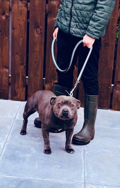 Kennel Club Registered Staffordshire Bull Terrier Puppies For Sale