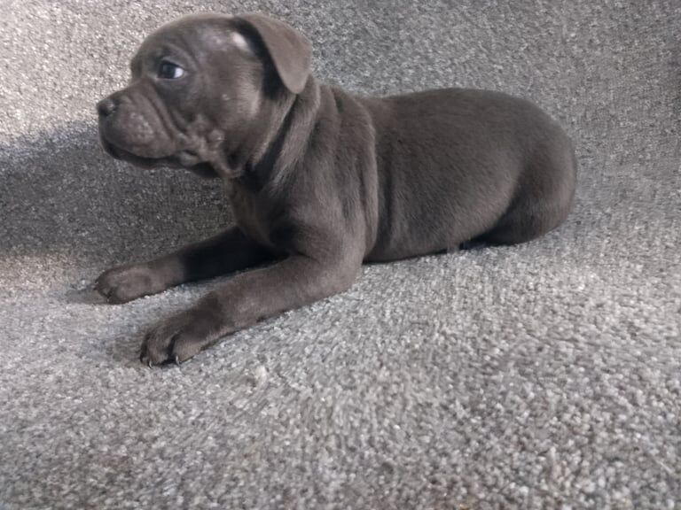KC REGISTERED BLUE STAFFORDSHIRE BULL TERRIER PUPPIES for sale in Cannock, Staffordshire