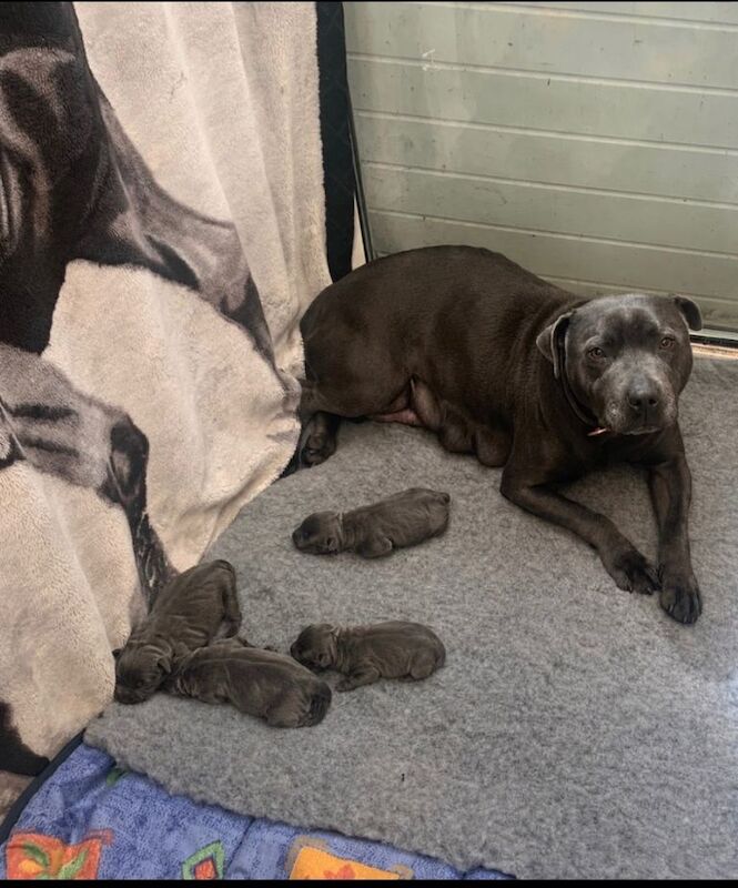 KC registered Blue Staffordshire bull terrier puppies