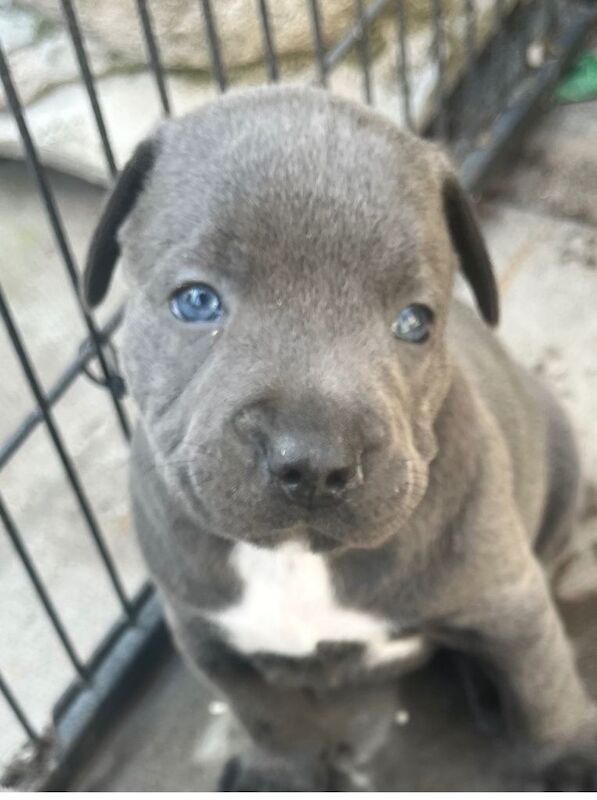 KC registered Blue Staffordshire bull terrier puppies - Image 2 of 6
