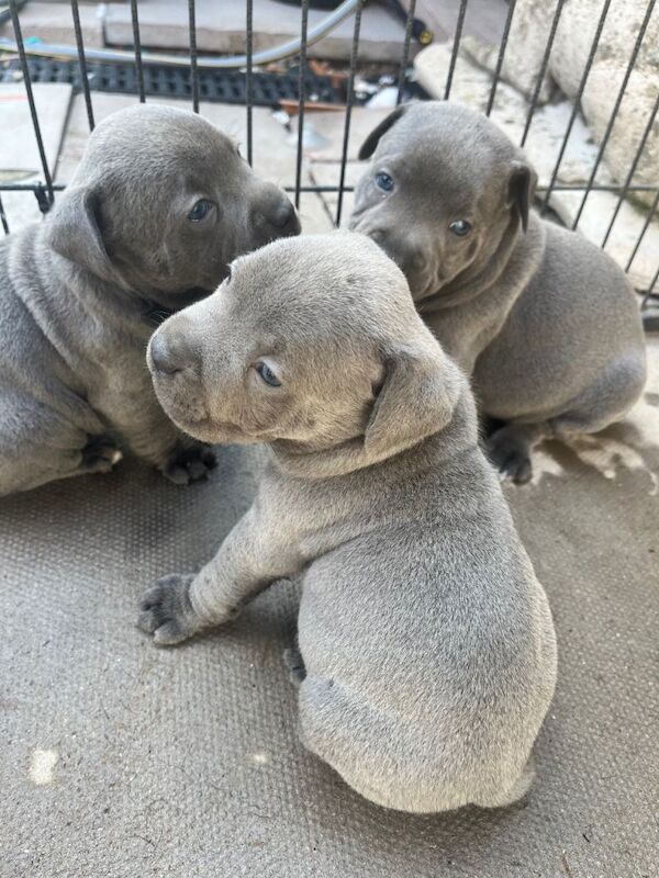 KC registered Blue Staffordshire bull terrier puppies - Image 3 of 6
