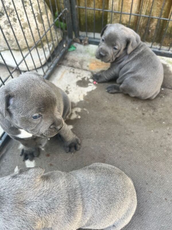 KC registered Blue Staffordshire bull terrier puppies - Image 4 of 6