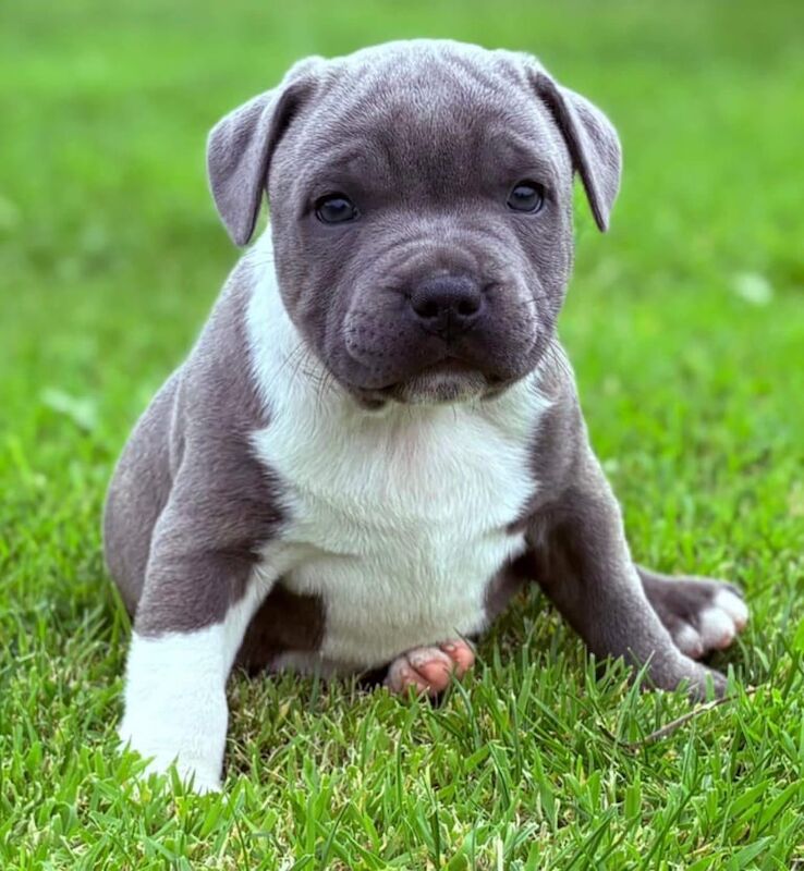 Staffordshire Bull Terrier puppies for sale in Larne, County Antrim – KC registered, 8 weeks old