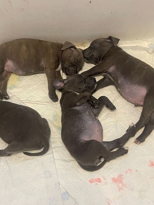 KC registered blue Staffordshire Bull Terrier Pups