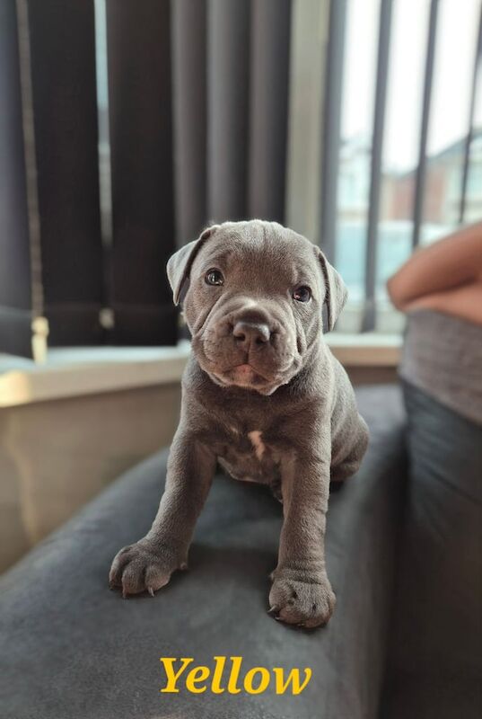 KC Registered Blue Staffordshire Bull Terrier Pups **Champion Bloodline** for sale in Coventry, West Midlands