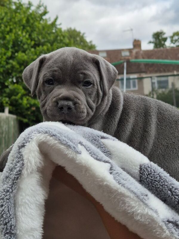 KC Registered Blue Staffordshire Bull Terrier Pups **Champion Bloodline** for sale in Coventry, West Midlands | Image 2
