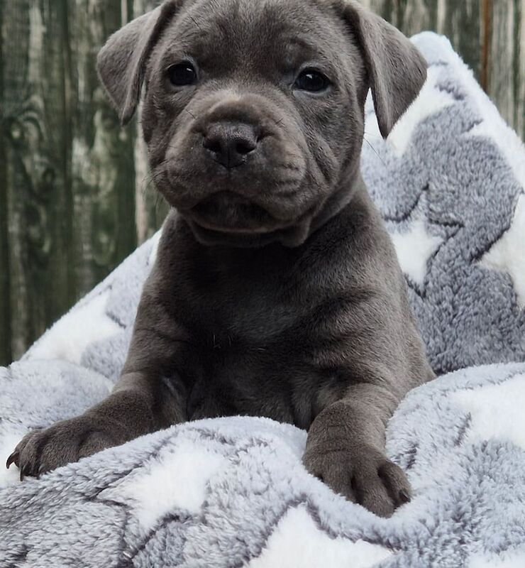 KC Registered Blue Staffordshire Bull Terrier Pups **Champion Bloodline** for sale in Coventry, West Midlands | Image 3