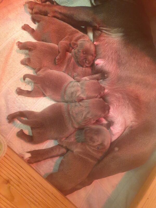 KC registered Blue Staffordshire bull terrier's for sale in Glasgow, City of Glasgow | Image 2