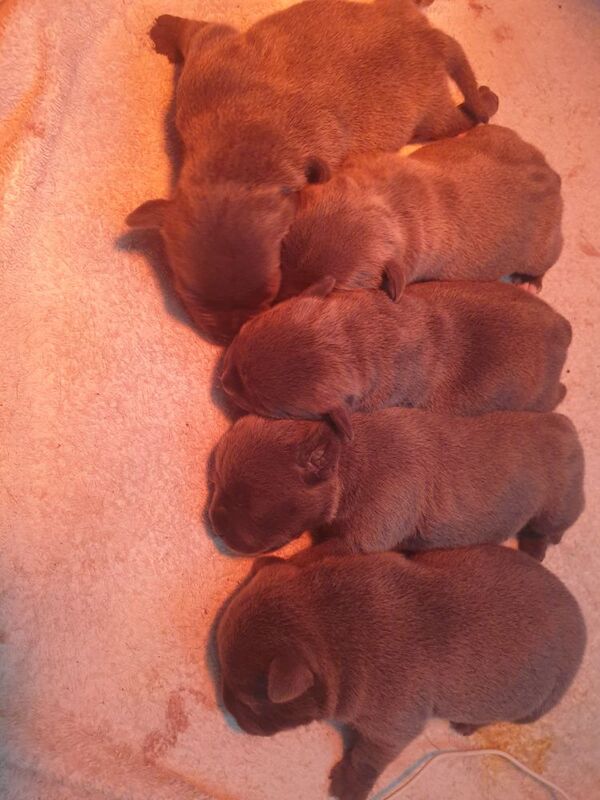 KC registered Blue Staffordshire bull terrier's for sale in Glasgow, City of Glasgow | Image 3