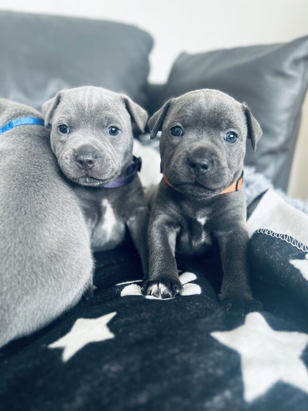 Staffordshire Bull Terrier puppies for sale in Glasgow, City of Glasgow – KC registered, 7 weeks old
