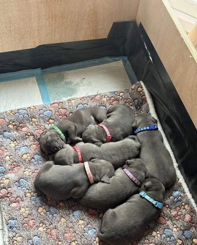 Staffordshire Bull Terrier puppies for sale in Nottingham, Nottinghamshire – KC registered, 6 weeks old
