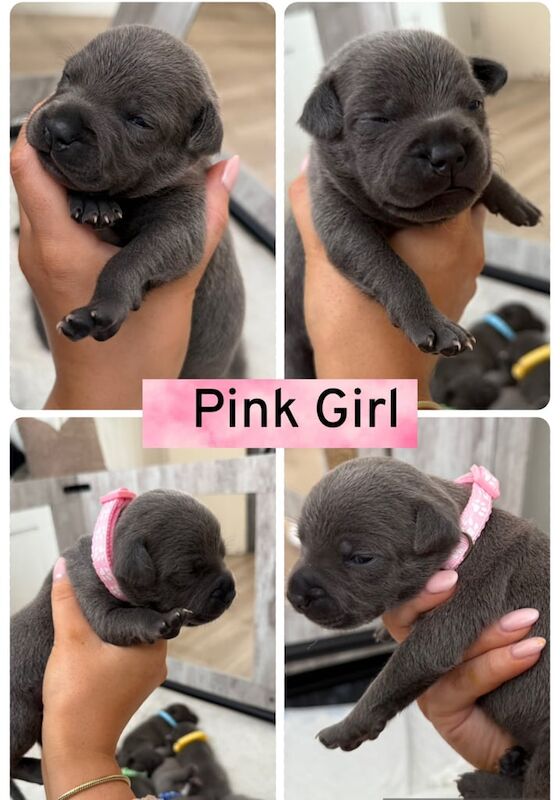 Staffordshire Bull Terrier puppies for sale in Widnes, Cheshire – KC registered, 2 weeks old