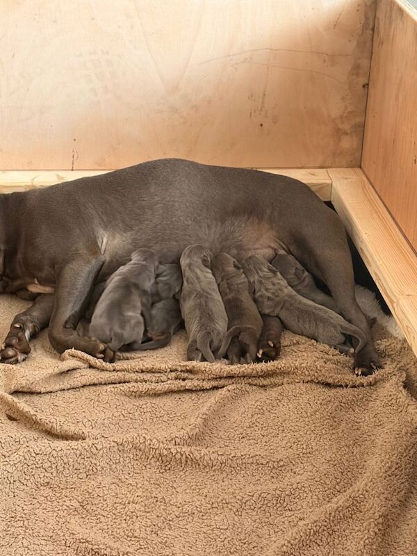 KC Registered Blue Staffordshire Bull Terriers