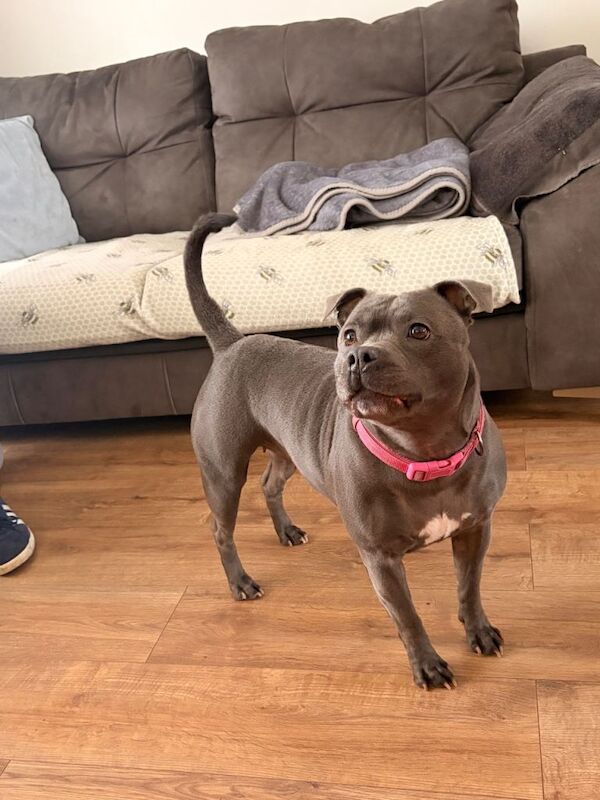 KC Registered Blue Staffordshire Bull Terriers - Image 2 of 6