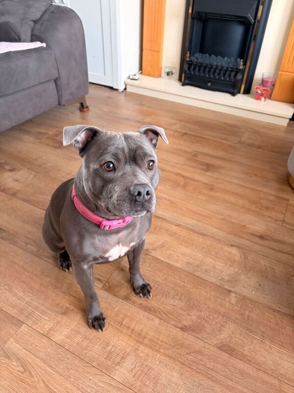 KC Registered Blue Staffordshire Bull Terriers - Image 3 of 6