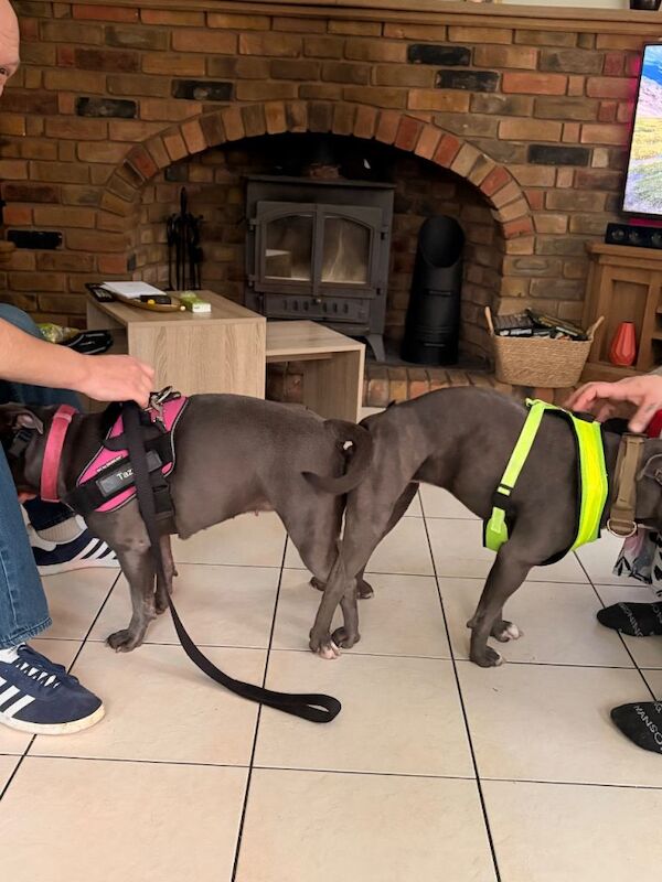 KC Registered Blue Staffordshire Bull Terriers - Image 4 of 6