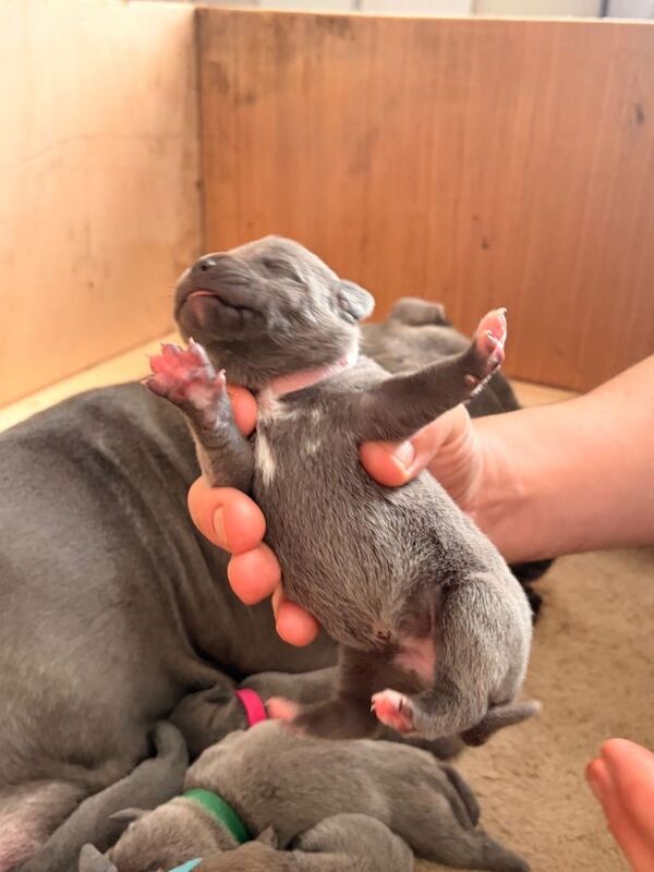 KC Registered Blue Staffordshire Bull Terriers - Image 5 of 6