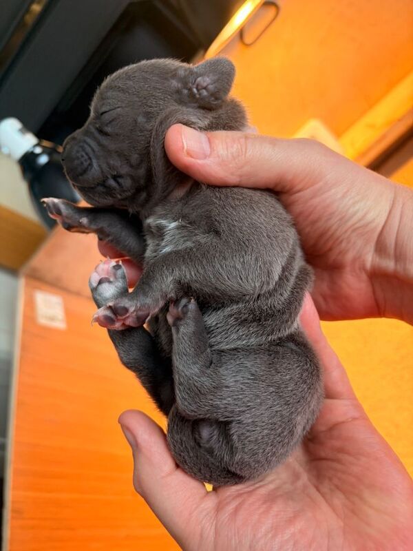 KC Registered Blue Staffordshire Bull Terriers - Image 6 of 6