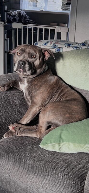 KC Registered Blue Staffordshire Bull Terriers for Sale