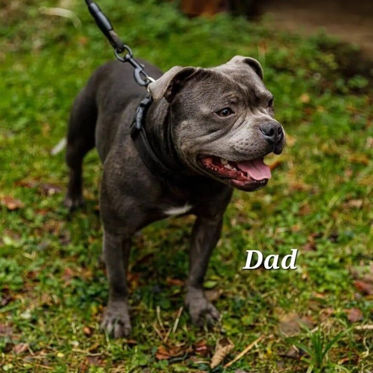 Staffordshire Bull Terrier puppies for sale in Par, Cornwall – KC registered, 10 months old - Image 1 of 3