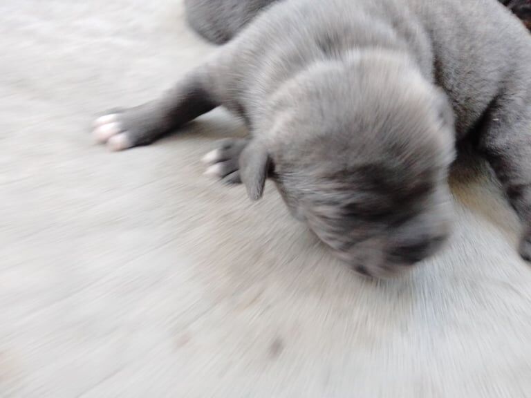 Staffordshire Bull Terrier puppies for sale in Par, Cornwall – KC registered, 10 months old - Image 2 of 3