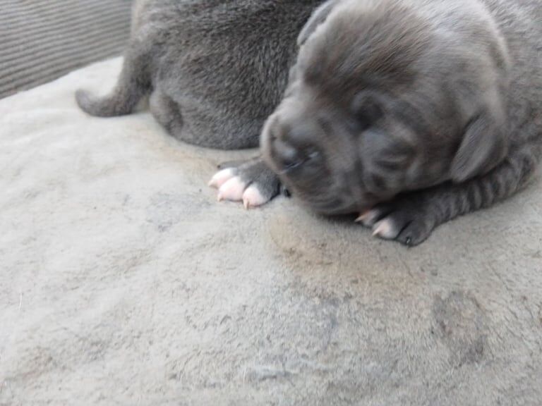 Staffordshire Bull Terrier puppies for sale in Par, Cornwall – KC registered, 10 months old - Image 3 of 3