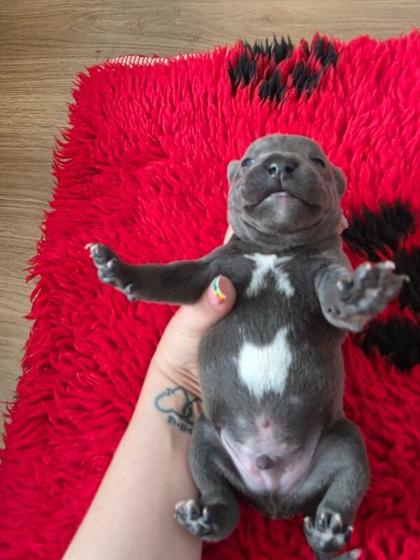 Kc registered blue staffy for sale in Swindon, Wiltshire