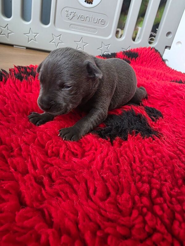 Kc registered blue staffy for sale in Swindon, Wiltshire | Image 2