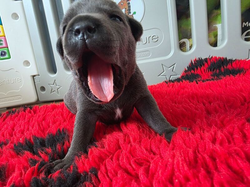 Kc registered blue staffy for sale in Swindon, Wiltshire | Image 4