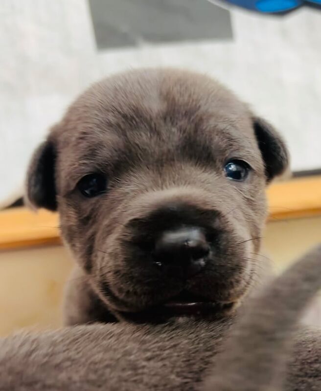 Staffordshire Bull Terrier puppies for sale in Hedon, East Riding of Yorkshire – KC registered, 2 weeks old
