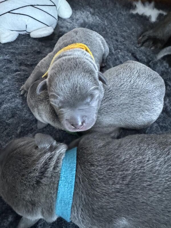 KC REGISTERED BLUE STAFFY PUPS for sale in Birmingham, West Midlands
