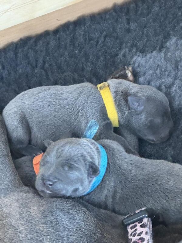 KC REGISTERED BLUE STAFFY PUPS for sale in Birmingham, West Midlands | Image 2
