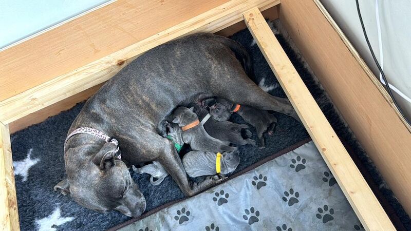KC REGISTERED BLUE STAFFY PUPS for sale in Birmingham, West Midlands | Image 3