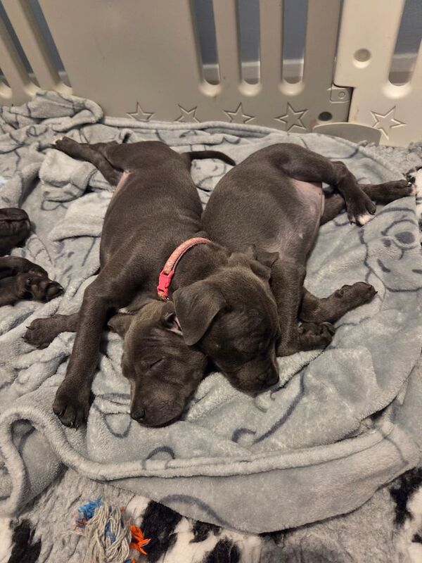 Kc registered blue staffy pups for sale in Swindon, Wiltshire