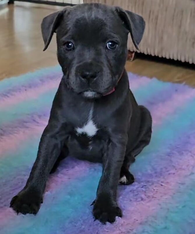 Kc registered blue staffy pups for sale in Swindon, Wiltshire | Image 2