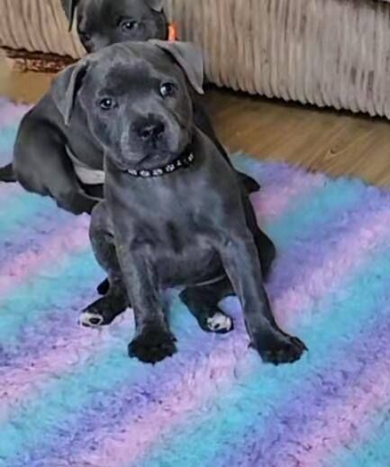 Kc registered blue staffy pups for sale in Swindon, Wiltshire | Image 3