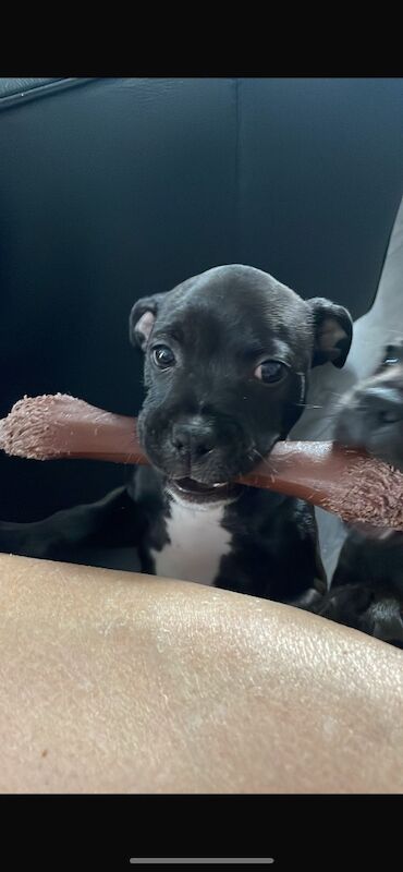 Kc registered puppies for sale