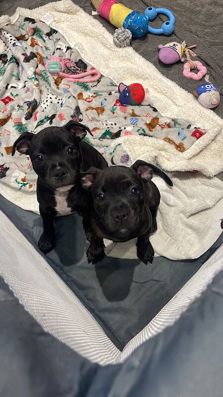Kc registered puppies for sale - Image 2 of 12