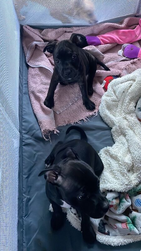 Kc registered puppies for sale - Image 3 of 12