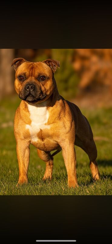 Kc registered puppies for sale - Image 4 of 12