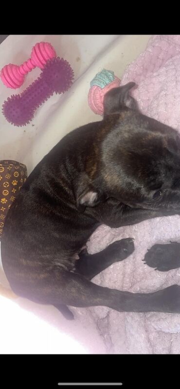 Kc registered puppies for sale - Image 6 of 12