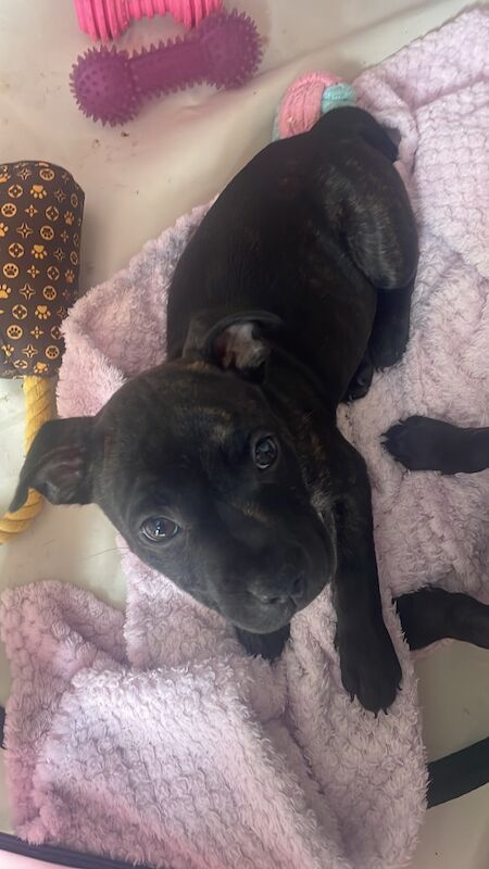 Kc registered puppies for sale - Image 7 of 12