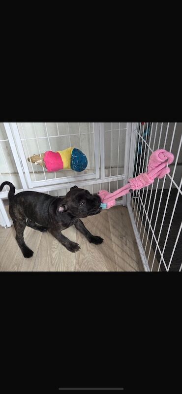 Kc registered puppies for sale - Image 8 of 12