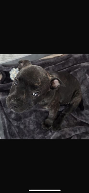 Kc registered puppies for sale - Image 9 of 12