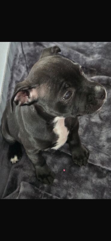 Kc registered puppies for sale - Image 10 of 12